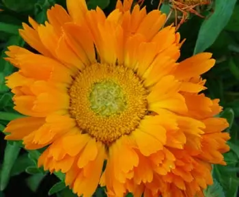 Calendula, Mixed Colors (Calendula officinalis) seeds, organic - Image 2