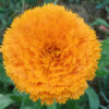 Calendula, Mixed Colors (Calendula officinalis) seeds, organic - Image 3