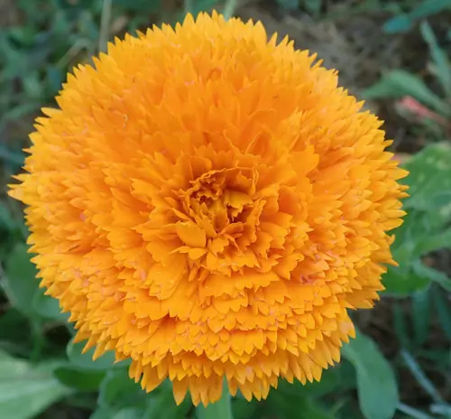 Calendula, Mixed Colors (Calendula officinalis) seeds, organic - Image 3