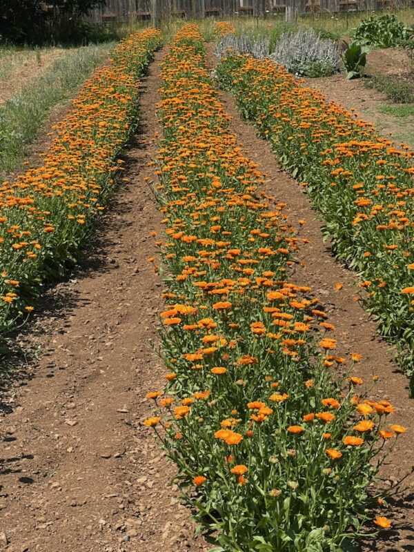Calendula, Orange (Calendula officinalis) seeds, organic - Image 9