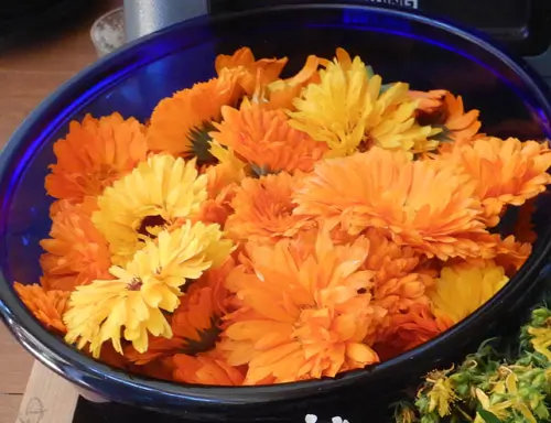 Calendula, Mixed Colors (Calendula officinalis) seeds, organic
