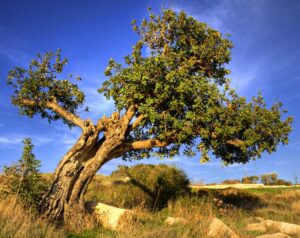Carob (Ceratonia siliqua) Tree