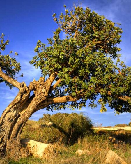 Carob (Ceratonia siliqua) Tree