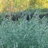 Catnip, Official (Nepeta cataria) seeds, organic - Image 4