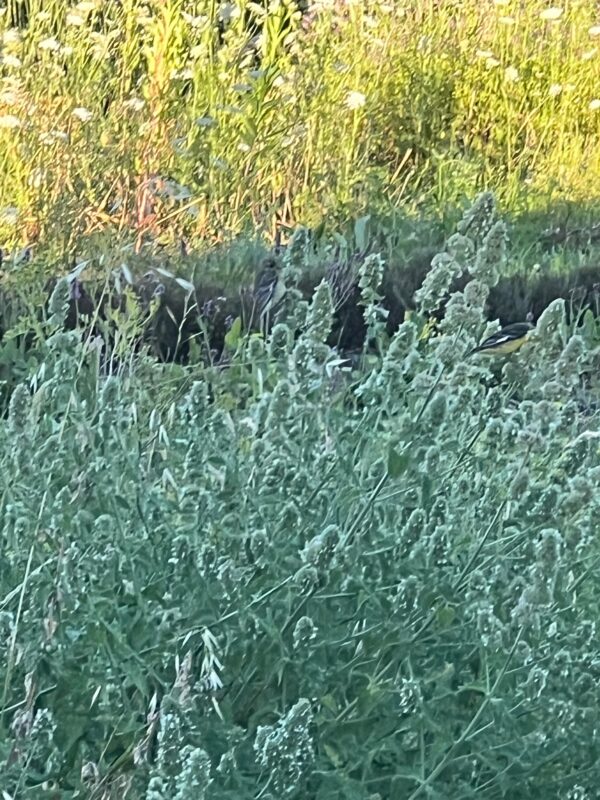 Catnip, Official (Nepeta cataria) seeds, organic - Image 4