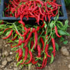 Pepper, Cayenne, Official (Capsicum frutescens) seeds, organic