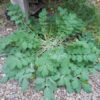Celandine, Greater (Chelidonium majus) seeds, organic - Image 2