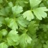 Celery, Utah Tall (Apium graveolens) seeds, organic