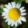 Chamomile, Roman (Chamaemelum nobile) seeds, organic - Image 3