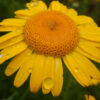 Chamomile, Dyer's (Anthemis tinctoria) seeds, organic - Image 3