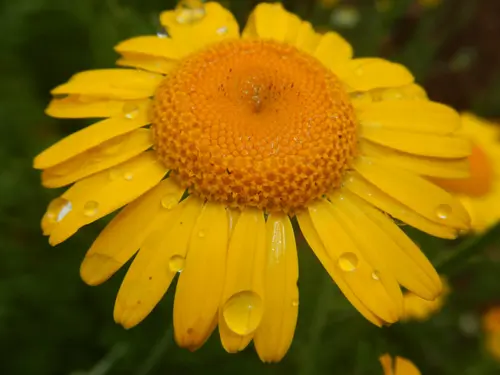 Chamomile, Dyer's (Anthemis tinctoria) seeds, organic - Image 3