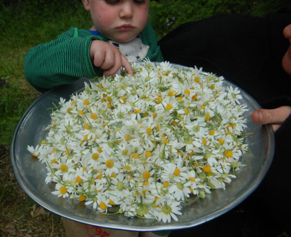 Chamomile, German (Matricaria recutita) seeds, organic - Image 6