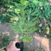 Chaste Tree (Vitex agnus-castus) tree in a 9-inch pot, organic