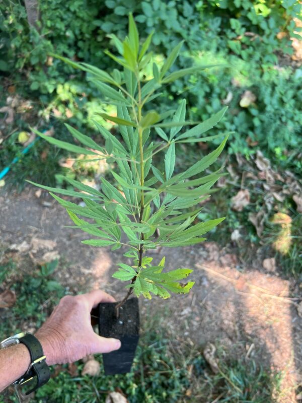 Chaste Tree (Vitex agnus-castus) tree in a 9-inch pot, organic