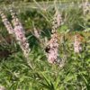 Chaste Tree (Vitex agnus-castus) tree in a 9-inch pot, organic - Image 4