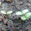 Chaste Tree (Vitex agnus-castus) seeds, organic - Image 2