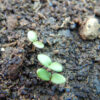 Chaste Tree (Vitex agnus-castus) seeds, organic - Image 3