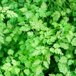 Chervil (Anthriscus cerefolium)