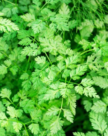 Chervil (Anthriscus cerefolium)