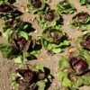 Radicchio, Palla Rossa (Cichorium intybus) packet of 200 seeds, organic - Image 2