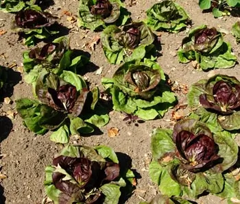 Radicchio, Palla Rossa (Cichorium intybus) packet of 200 seeds, organic - Image 2
