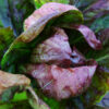 Radicchio, Palla Rossa (Cichorium intybus) packet of 200 seeds, organic