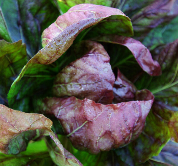 Radicchio, Palla Rossa (Cichorium intybus) packet of 200 seeds, organic