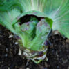 Radicchio, Palla Rossa (Cichorium intybus) packet of 200 seeds, organic - Image 4
