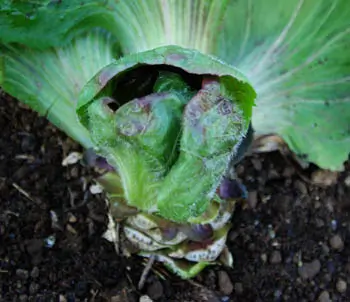 Radicchio, Palla Rossa (Cichorium intybus) packet of 200 seeds, organic - Image 4