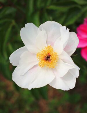 Chinese Garden Peony (Paeonia lactiflora) Flower