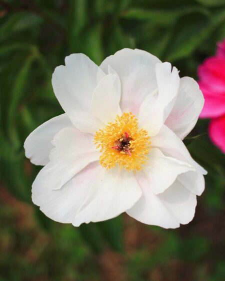 Chinese Garden Peony (Paeonia lactiflora) Flower