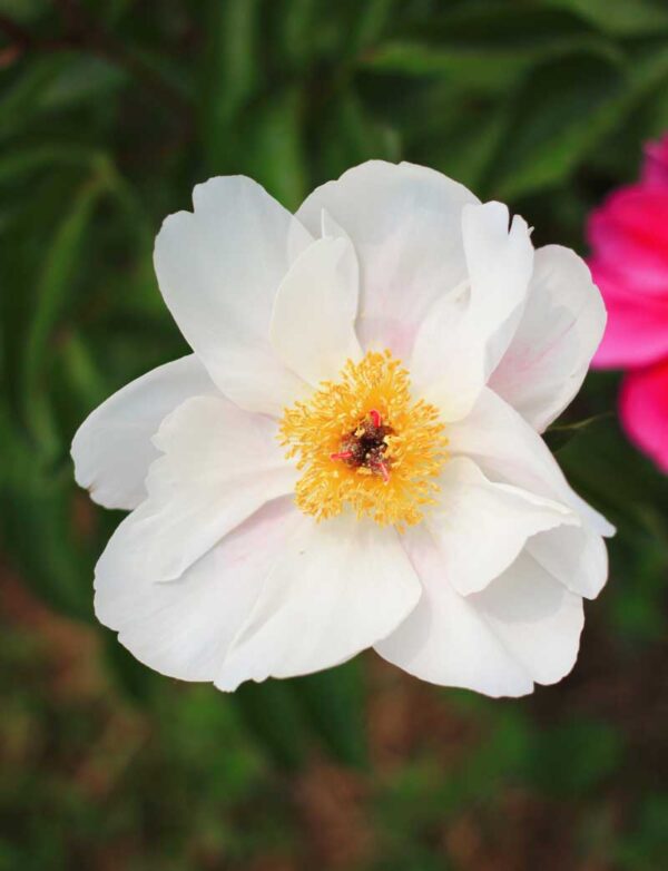 Chinese Garden Peony (Paeonia lactiflora) Flower