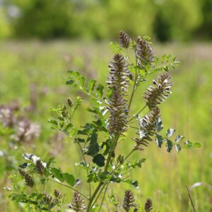 Chinese Licorice (Glycyrrhiza uralensis) Plant