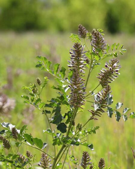 Chinese Licorice (Glycyrrhiza uralensis) Plant
