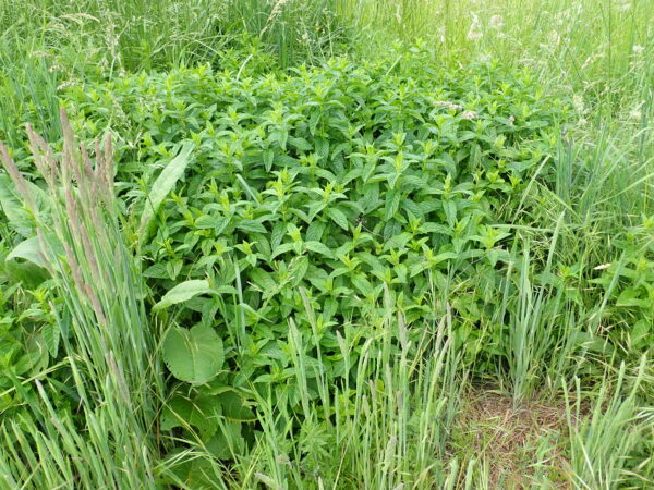Mint, Chinese (Mentha haplocalyx) potted plant, organic - Image 3