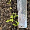 Aconite, Chinese (Aconitum carmichaeli), packet of 50 seeds - Image 3