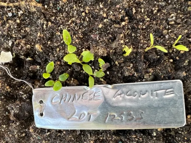Aconite, Chinese (Aconitum carmichaeli), packet of 30 seeds - Image 3