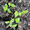 Aconite, Chinese (Aconitum carmichaeli), packet of 50 seeds - Image 4