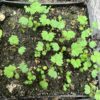 Aconite, Chinese (Aconitum carmichaeli), packet of 50 seeds - Image 7