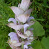 Sage, Clary (Salvia sclarea) potted plant, organic [WA NO]