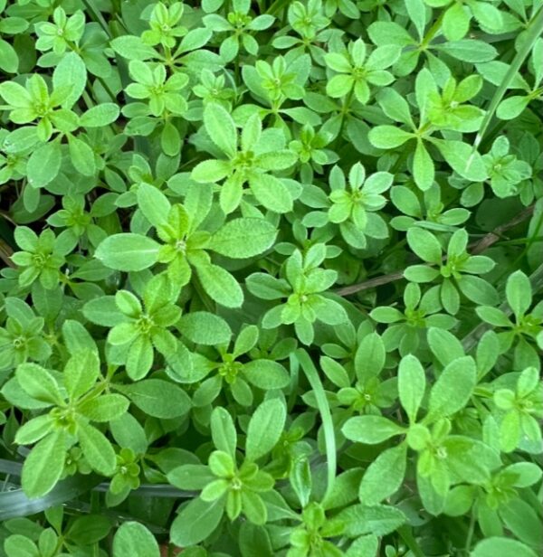 Cleavers (Galium aparine), packet of 30 seeds, organic - Image 7