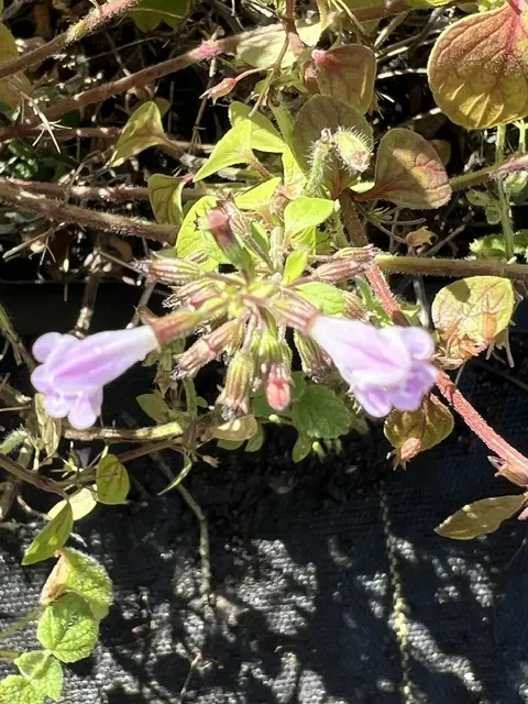 Calamint, Showy (Clinopodium grandiflorum) potted plant - Image 3