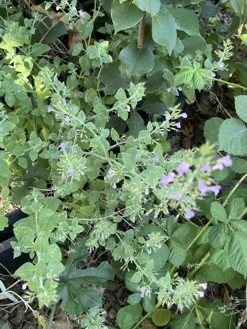 Calamint, Showy (Clinopodium grandiflorum) potted plant - Image 2