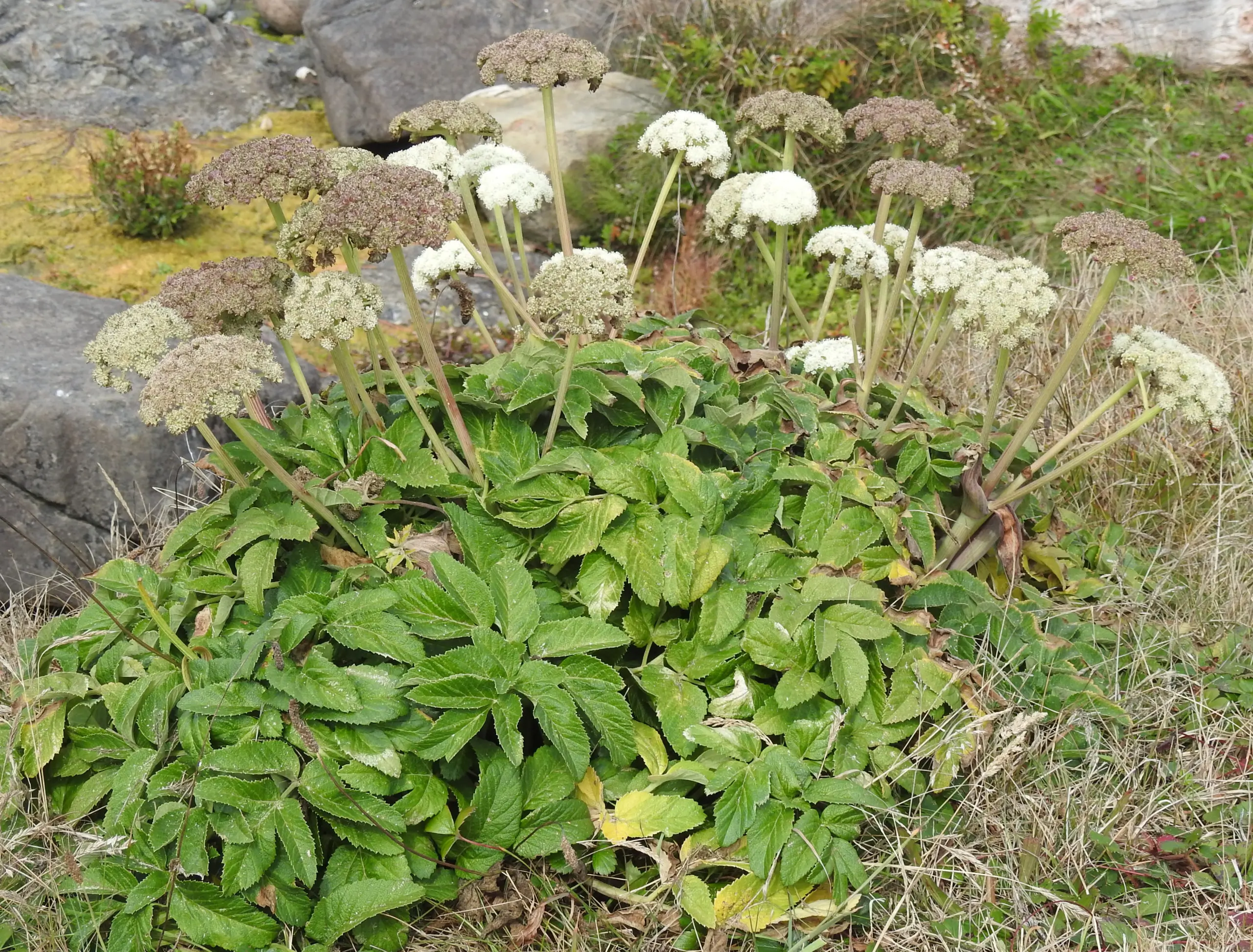 Angelica, Oregon Coast (Angelica hendersonii), packet of 30 seeds