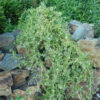 Dang-shen, pilosula (Codonopsis pilosula) seeds, organic - Image 2