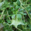 Dang-shen, pilosula (Codonopsis pilosula) seeds, organic - Image 3