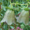 Dang-shen, pilosula (Codonopsis pilosula) seeds, organic