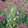 Dang-shen, pilosula (Codonopsis pilosula) seeds, organic - Image 4