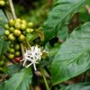 Coffee plant