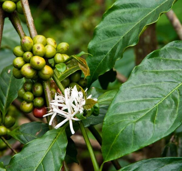 Coffee plant